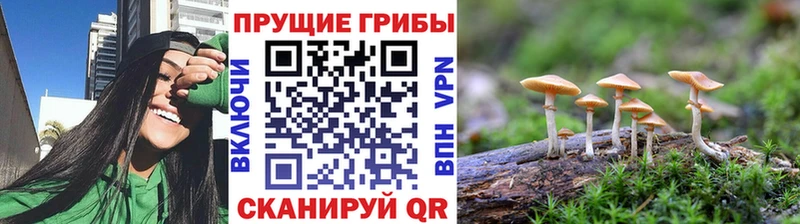 Псилоцибиновые грибы MAGIC MUSHROOMS  Купить закладки  Николаевск 
